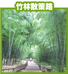 竹林散策路