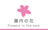 大高緑地園内の花